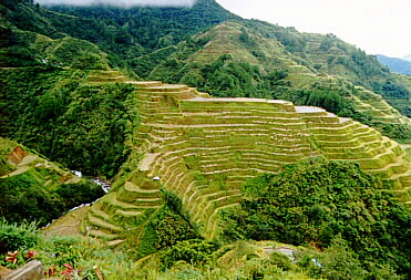 terraces.jpg (62058 bytes)