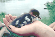 En fågel i handen ...